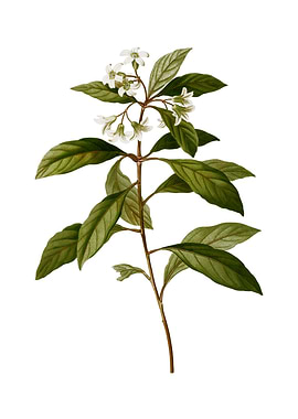 Sweet Pittosporum Branch