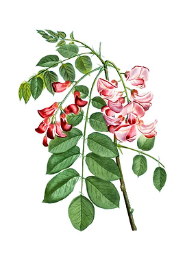 Robinier Rose Bloom Flower