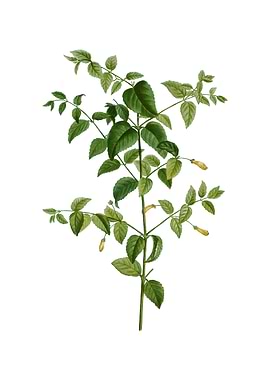 Vintage Tree Fuchsia