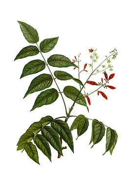 Vintage Tree of Heaven