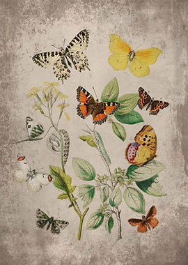 Butterflies Floral Art 1
