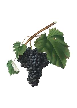 Vintage Black Canaiolo