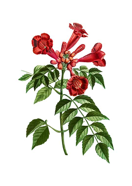 Vintage Trumpet Vine