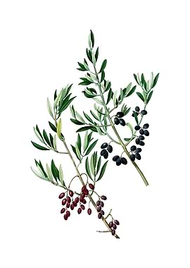 Vintage Wild Olive Flower