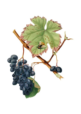 Vintage Barbera Grape