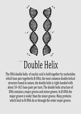 Double Helix