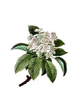 Vintage Shipova on White