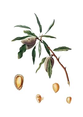 Vintage Almond on White