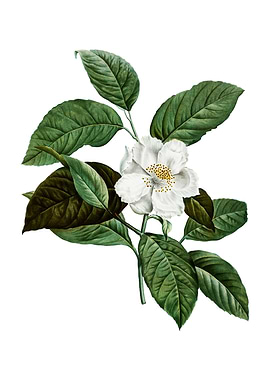 Vintage Stewartia Tree