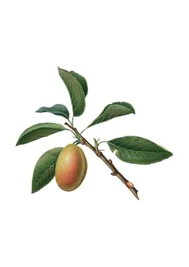 Vintage Armenian Plum