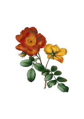 Vintage Sweetbriar Rose