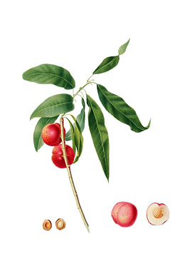 Vintage Apricot on White