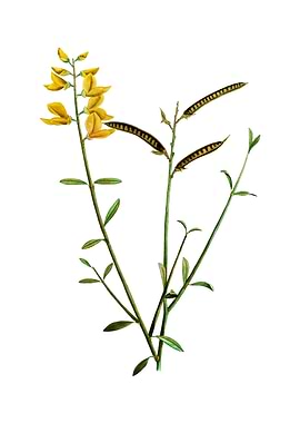 Vintage Spanish Broom