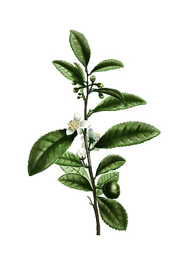 Vintage Tea Tree on White