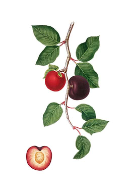 Vintage Apricot on White