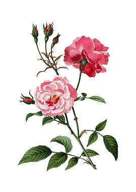 Vintage Ever Blowing Rose