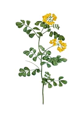 Scorpion Vetch Plant