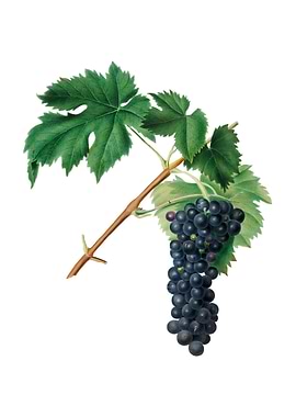 Black Aleatico Grape Fruit