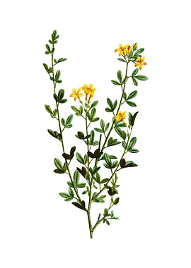 Yellow Jasmine Flowers
