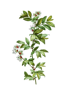 Rabbit Eye Blueberry