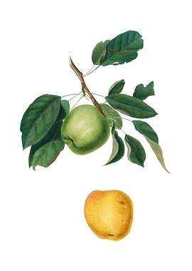 Vintage Apple on White