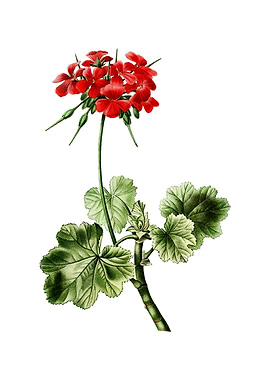 Vintage Scarlet Geranium