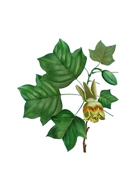 Vintage Tulip Tree Flower