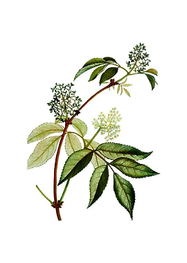 Vintage Red Elderberry