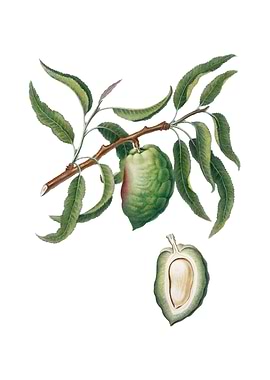 Vintage Almond on White