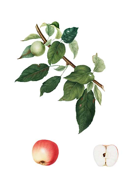 Vintage Apple on White