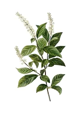 Virginia Sweetspire Flower