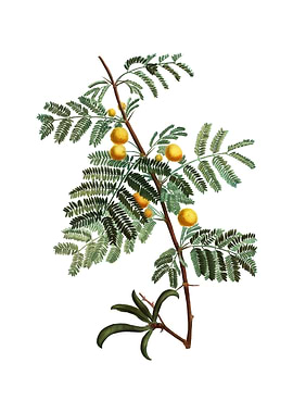 Vintage Sweet Acacia