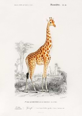 Giraffe illustration