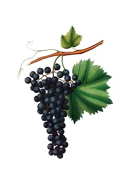 Vintage Berzemina Grape