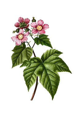 Purple Flowered Raspberry