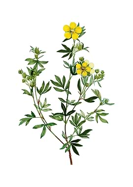 Yellow Buttercup Flowers