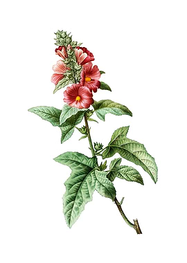 Vintage Tree Mallow Flower