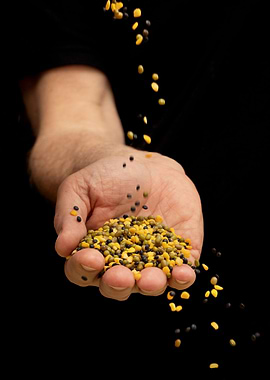 Legumes