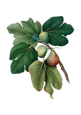Vintage Common Fig Fruit