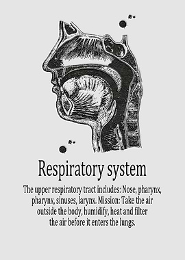 Respiratory system