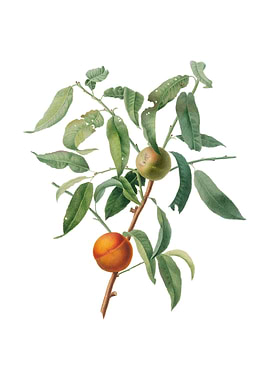 Vintage Peach on White