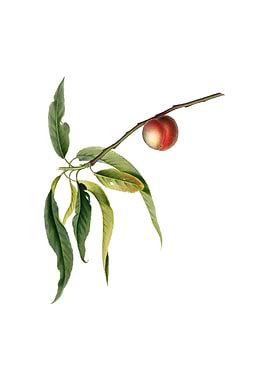 Vintage Peach on White