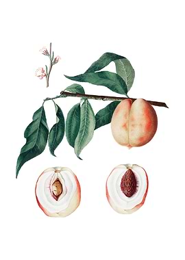 Vintage Peach on White