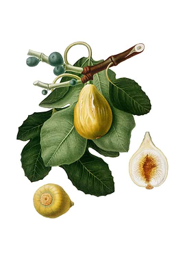 Vintage Common Fig Fruit