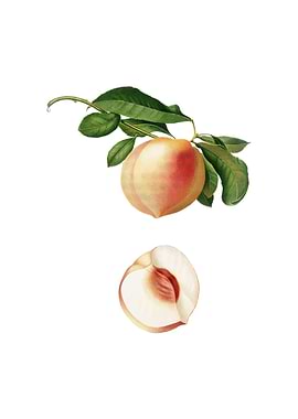 Vintage Peach on White