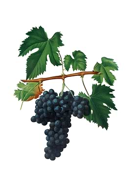 Vintage Lacrima Grapes