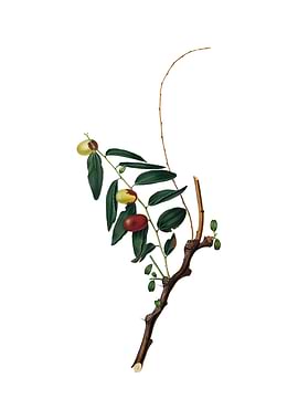 Vintage Jujube on White