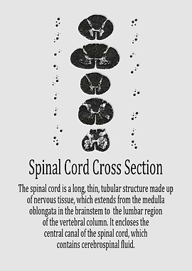 Spinal Cord Cross Section