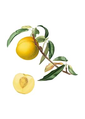 Vintage Peach on White