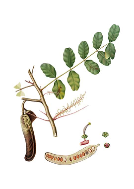 Vintage Carob on White